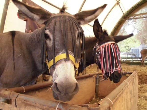 Corfu Donkey Rescue