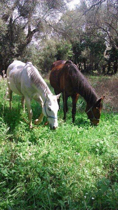 Trailriders Horse Trekking
